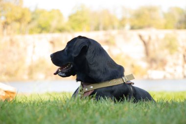 Yetişkin siyah labrador, ilkbaharda parkta yürüyüş için gün boyunca Ukrayna 'da.