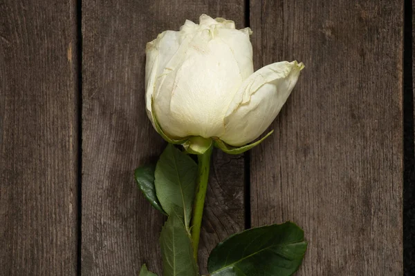 Biała Róża Drewnianym Tle Zbliżenie — Zdjęcie stockowe
