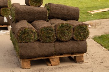 Parka yeni yeşil çimenler sermek, parkı düzenlemek.