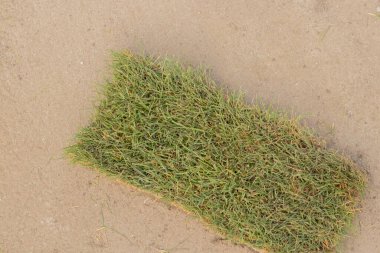 Parka yeni yeşil çimenler sermek, parkı düzenlemek.