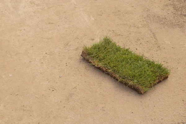 Posa Nuova Erba Verde Nel Parco Paesaggistico Del Parco — Foto Stock