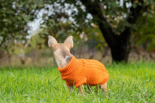 Chihuahua Cão Uma Jaqueta Laranja Fica Grama Verde Parte Tarde — Fotografia de Stock
