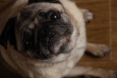 Pug dog mutfakta oturmuş öğle yemeğini bekliyor.