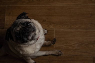 Pug dog mutfakta oturmuş öğle yemeğini bekliyor.