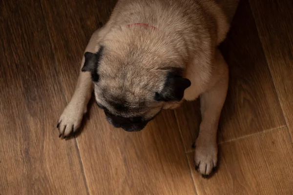 Pug Dog Sedí Kuchyni Podlaze Čeká Oběd — Stock fotografie