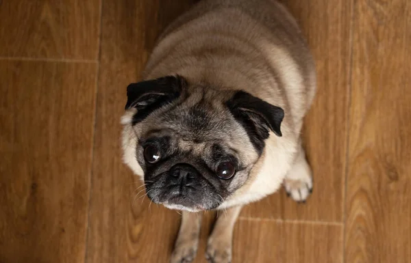 Cachorro Perro Sentado Piso Cocina Esperando Almuerzo — Foto de Stock