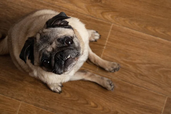 Cachorro Perro Sentado Piso Cocina Esperando Almuerzo — Foto de Stock