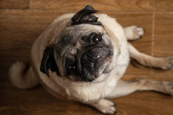 Cachorro Perro Sentado Piso Cocina Esperando Almuerzo — Foto de Stock