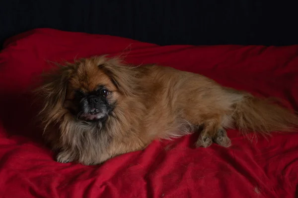 Zrzavý Pekingec Spící Červené Přikrývce Posteli Ložnici Spící Pes — Stock fotografie