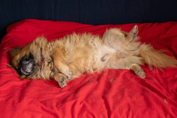 Rudowłosy Pekińczyk Śpiący Czerwonym Kocu Sypialni Śpiący Pies — Zdjęcie stockowe