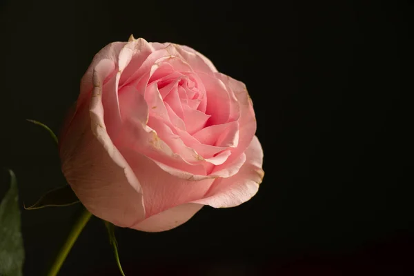 Jedna Różowa Róża Stoi Pokoju Dzień Zbliżenie — Zdjęcie stockowe