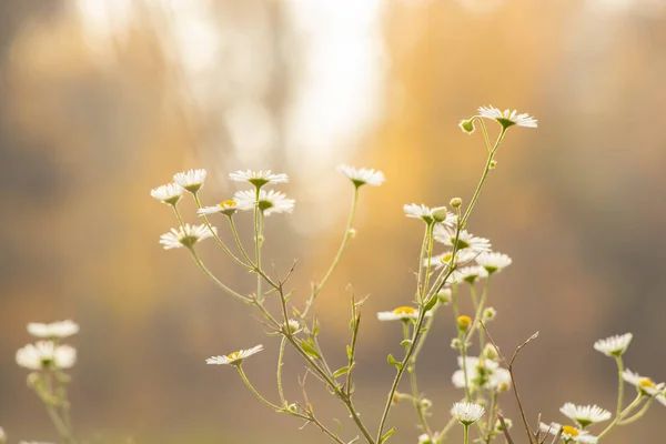 Chamomile Field Autumn Sun Ukraine Partial Focus — Stock Photo, Image