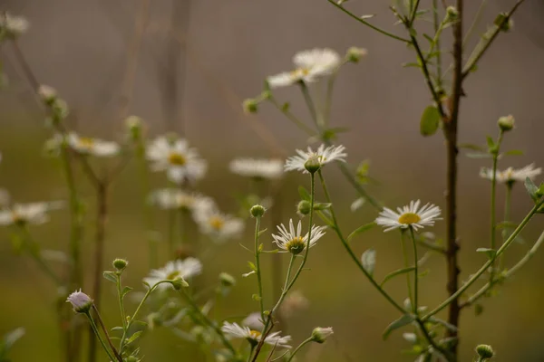 Chamomile Field Autumn Sun Ukraine Partial Focus — Stock Photo, Image