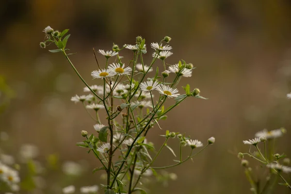 Chamomile Field Autumn Sun Ukraine Partial Focus — Stock Photo, Image