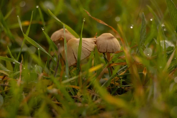 Cogumelo Não Comestível Cresce Grama Pela Manhã Outono Ucrânia — Fotografia de Stock