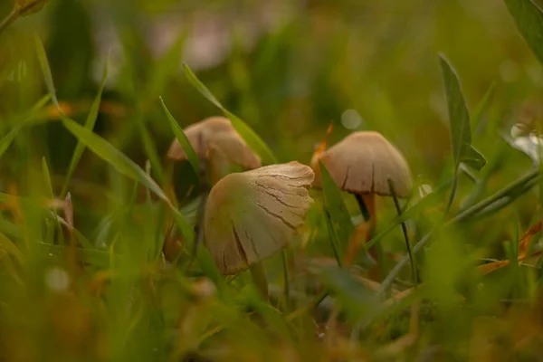 Cogumelo Não Comestível Cresce Grama Pela Manhã Outono Ucrânia — Fotografia de Stock