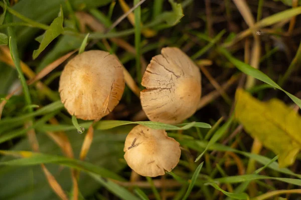 Cogumelo Não Comestível Cresce Grama Pela Manhã Outono Ucrânia — Fotografia de Stock