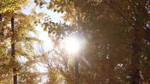 Strom Žlutými Listy Větru Proti Obloze Paprscích Slunečné Barvy Listopadu — Stock video
