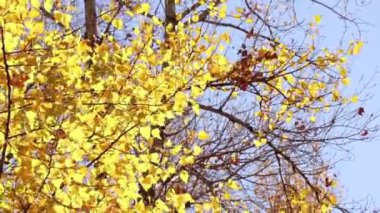 Ukrayna 'da Kasım ayında güneşli bir rengin ışınlarında rüzgarda süzülen sarı yapraklı bir ağaç.