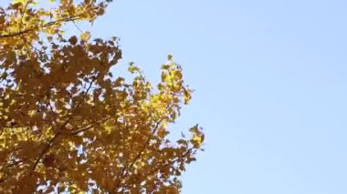 Ukrayna 'da Kasım ayında güneşli bir rengin ışınlarında rüzgarda süzülen sarı yapraklı bir ağaç.