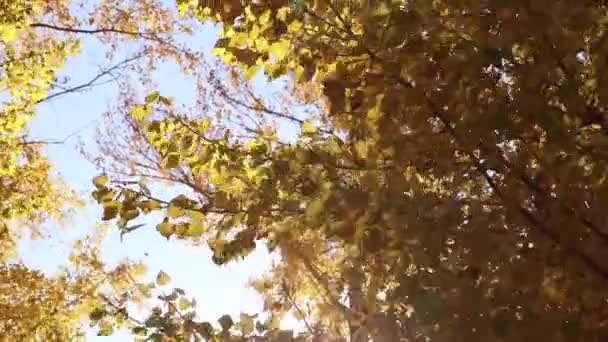 Árbol Con Hojas Amarillas Viento Contra Cielo Los Rayos Color — Vídeos de Stock