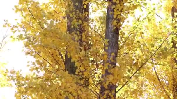 Árbol Con Hojas Amarillas Viento Contra Cielo Los Rayos Color — Vídeos de Stock