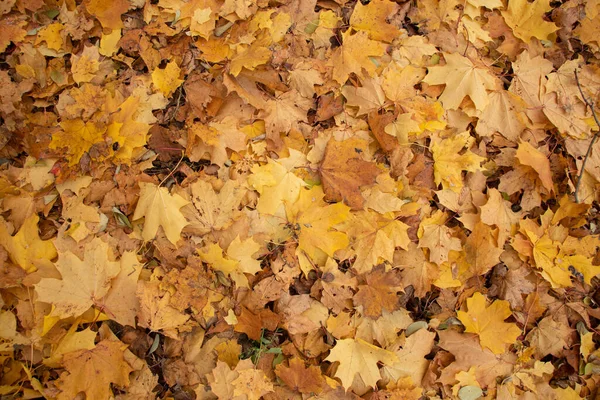 Feuilles Automne Jaunes Sèches Sur Sol Automne Comme Fond — Photo