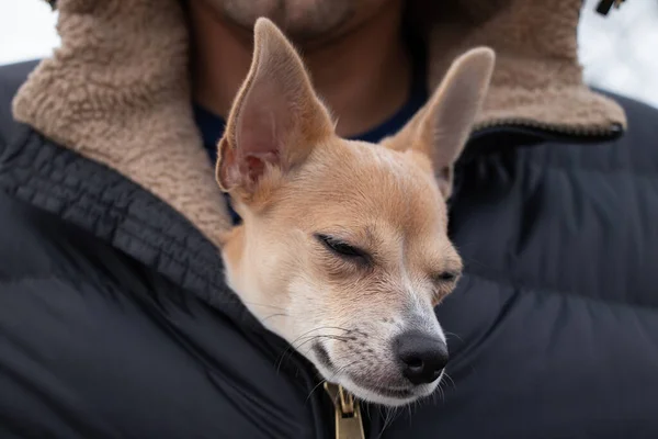 A chihuahua dog sits in a men\'s jacket for a walk in the winter on the street, the dog freezes and sits in a jacket in the cold