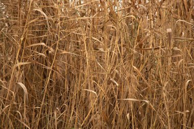 Aralık ayında öğleden sonra Ukrayna 'da bir nehirde sonbaharda kuru sarı sazlıklar.