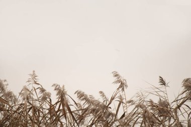 Aralık ayında öğleden sonra Ukrayna 'da bir nehirde sonbaharda kuru sarı sazlıklar.