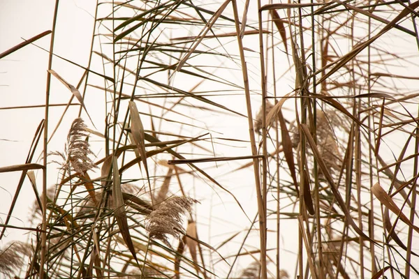 Dry Yellow Reeds Autumn River Ukraine Afternoon December — Stock Photo, Image