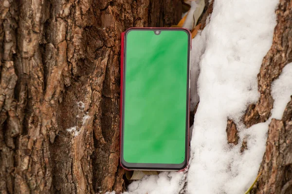 phone with a green screen on the background of a tree bark in the snow in winter outside in the afternoon