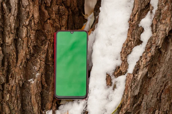 phone with a green screen on the background of a tree bark in the snow in winter outside in the afternoon
