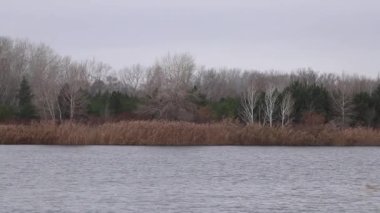 Aralık 2020 'de öğleden sonra Noel ağaçları olan bir kış ormanının arka planına karşı Dinyeper nehri.