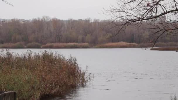 Canne Secche Nella Foresta Sul Fiume Nel Vento Ucraina Inverno — Video Stock