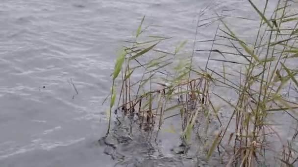 Kuru Sazlıklar Ormanda Nehirde Rüzgarda Ukrayna Kışın — Stok video