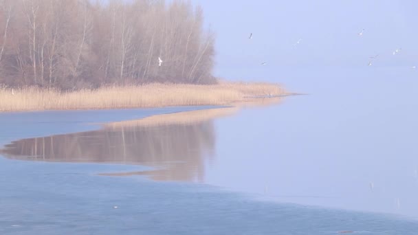 Gabbiano Sul Fiume Dnieper Sulla Riva Della Foresta Ucraina Autunno — Video Stock