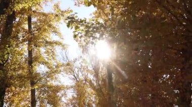 Ukrayna 'da Kasım ayında güneşli bir rengin ışınlarında rüzgarda süzülen sarı yapraklı bir ağaç.