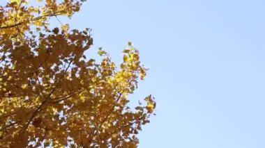 Ukrayna 'da Kasım ayında güneşli bir rengin ışınlarında rüzgarda süzülen sarı yapraklı bir ağaç.