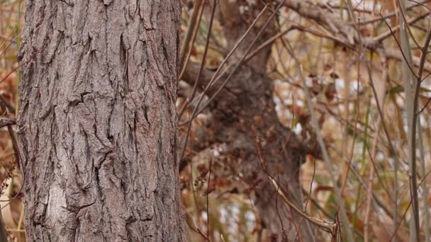 Branches Écorce Arbre Dans Forêt Automne Vent Comme Fond — Video