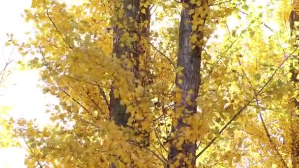 Strom Žlutými Listy Větru Proti Obloze Paprscích Slunečné Barvy Listopadu — Stock video