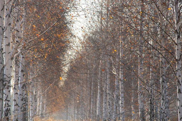 우크라이나 드네프르에 자작나무 — 스톡 사진