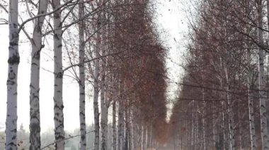 Aralık ayında güneşli bir günde Ukrayna 'da Dinyeper' de huş ağacı koruluğu