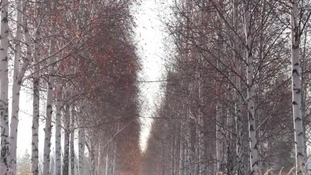 12月的晴天 乌克兰第聂伯河中的桦树林 — 图库视频影像