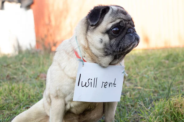 Pug Dog Sits Grass Sign English Rent Rent Dogs Period — Stock Photo, Image