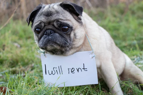 Pug Dog Sits Grass Sign English Rent Rent Dogs Period — Stock Photo, Image