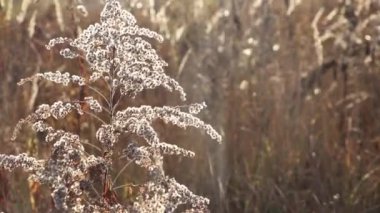 Sonbaharda bir tarlada kuru otlar güneşte rüzgarda