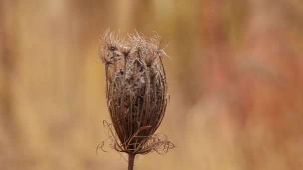 Daucus Erba Secca Campo Nel Vento Autunno Vicino — Video Stock