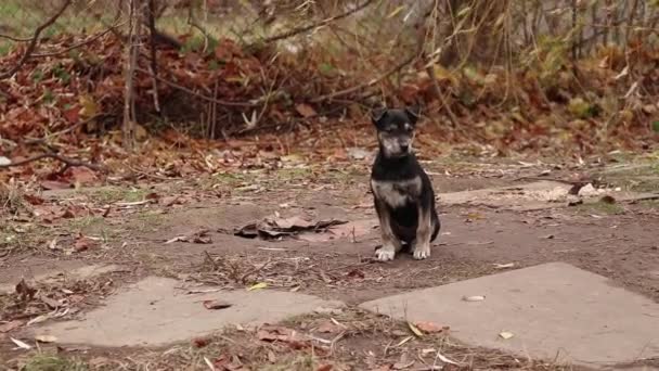 Cuccioli Cani Adulti Senzatetto Vivono Nel Cortile Nella Città Dnipro — Video Stock