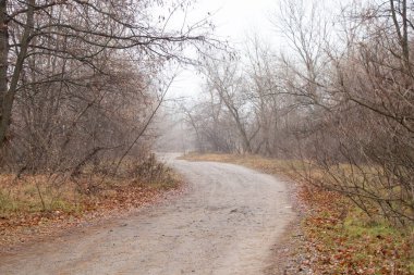 Sonbahar sabahı ormanın içinde Ukrayna 'da Dnipro şehrinde bir yol.